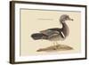 Summer Duck-Mark Catesby-Framed Art Print