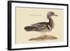 Summer Duck-Mark Catesby-Framed Art Print