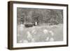 Summer Farm II BW-Sue Schlabach-Framed Art Print