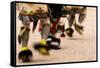 Summer Feast Day Celebration. Ohkay Owingeh Pueblo, New Mexico-Julien McRoberts-Framed Stretched Canvas