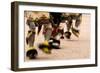 Summer Feast Day Celebration. Ohkay Owingeh Pueblo, New Mexico-Julien McRoberts-Framed Photographic Print