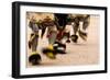 Summer Feast Day Celebration. Ohkay Owingeh Pueblo, New Mexico-Julien McRoberts-Framed Photographic Print