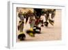 Summer Feast Day Celebration. Ohkay Owingeh Pueblo, New Mexico-Julien McRoberts-Framed Photographic Print