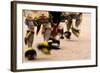 Summer Feast Day Celebration. Ohkay Owingeh Pueblo, New Mexico-Julien McRoberts-Framed Photographic Print