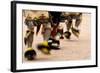 Summer Feast Day Celebration. Ohkay Owingeh Pueblo, New Mexico-Julien McRoberts-Framed Photographic Print