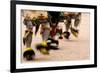 Summer Feast Day Celebration. Ohkay Owingeh Pueblo, New Mexico-Julien McRoberts-Framed Photographic Print