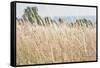 Summer Field I-Elizabeth Urquhart-Framed Stretched Canvas