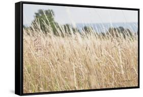 Summer Field I-Elizabeth Urquhart-Framed Stretched Canvas