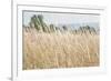 Summer Field I-Elizabeth Urquhart-Framed Photographic Print