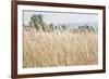 Summer Field I-Elizabeth Urquhart-Framed Photographic Print