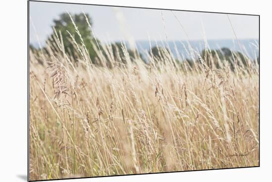 Summer Field I-Elizabeth Urquhart-Mounted Photographic Print