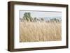 Summer Field I-Elizabeth Urquhart-Framed Photographic Print