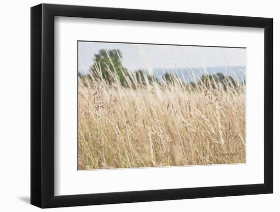 Summer Field I-Elizabeth Urquhart-Framed Photographic Print