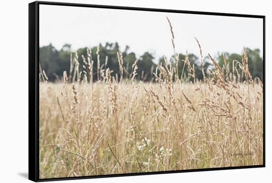 Summer Field II-Elizabeth Urquhart-Framed Stretched Canvas