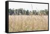 Summer Field II-Elizabeth Urquhart-Framed Stretched Canvas