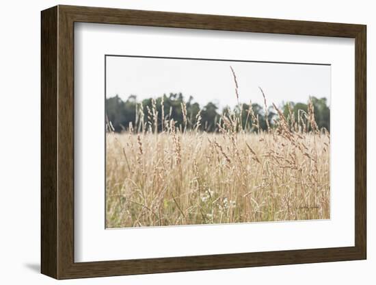 Summer Field II-Elizabeth Urquhart-Framed Photographic Print