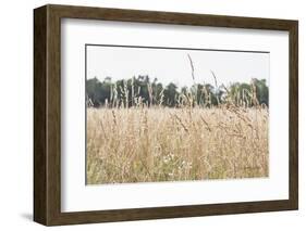 Summer Field II-Elizabeth Urquhart-Framed Photographic Print