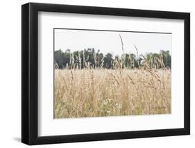 Summer Field II-Elizabeth Urquhart-Framed Photographic Print