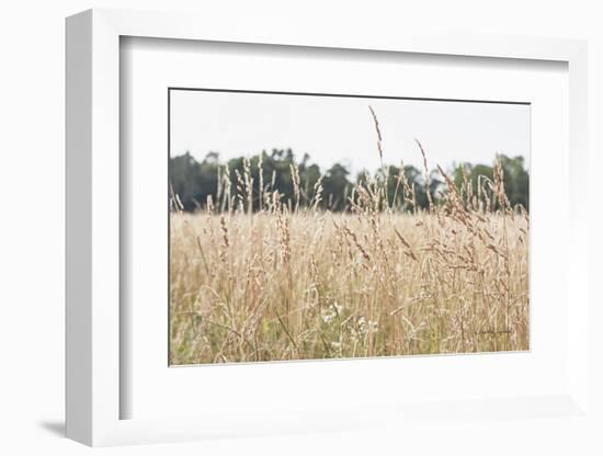 Summer Field II-Elizabeth Urquhart-Framed Photographic Print