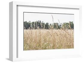 Summer Field II-Elizabeth Urquhart-Framed Photographic Print