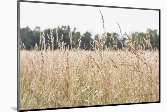 Summer Field II-Elizabeth Urquhart-Mounted Photographic Print