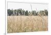 Summer Field II-Elizabeth Urquhart-Framed Photographic Print