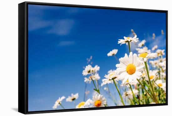 Summer Field with White Daisies on Blue Sky. Ukraine, Europe. Beauty World.-Leonid Tit-Framed Stretched Canvas