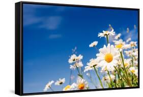 Summer Field with White Daisies on Blue Sky. Ukraine, Europe. Beauty World.-Leonid Tit-Framed Stretched Canvas