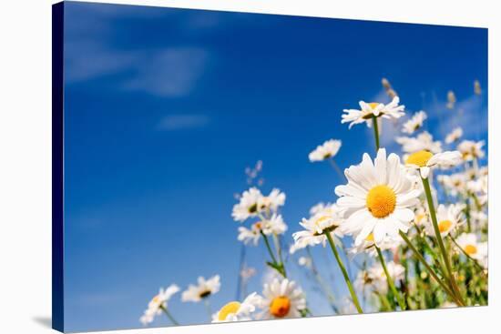 Summer Field with White Daisies on Blue Sky. Ukraine, Europe. Beauty World.-Leonid Tit-Stretched Canvas