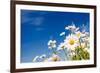 Summer Field with White Daisies on Blue Sky. Ukraine, Europe. Beauty World.-Leonid Tit-Framed Photographic Print