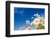 Summer Field with White Daisies on Blue Sky. Ukraine, Europe. Beauty World.-Leonid Tit-Framed Photographic Print