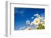 Summer Field with White Daisies on Blue Sky. Ukraine, Europe. Beauty World.-Leonid Tit-Framed Photographic Print