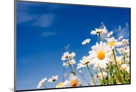 Summer Field with White Daisies on Blue Sky. Ukraine, Europe. Beauty World.-Leonid Tit-Mounted Photographic Print