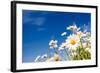 Summer Field with White Daisies on Blue Sky. Ukraine, Europe. Beauty World.-Leonid Tit-Framed Photographic Print