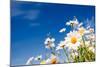 Summer Field with White Daisies on Blue Sky. Ukraine, Europe. Beauty World.-Leonid Tit-Mounted Photographic Print