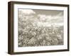 Summer Fields - Neutral-Assaf Frank-Framed Giclee Print