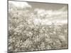 Summer Fields - Neutral-Assaf Frank-Mounted Giclee Print