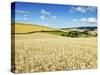 Summer Fields, Thorverton, Devon, England, United Kingdom, Europe-Jeremy Lightfoot-Stretched Canvas