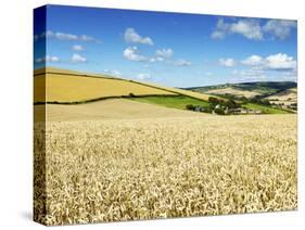 Summer Fields, Thorverton, Devon, England, United Kingdom, Europe-Jeremy Lightfoot-Stretched Canvas