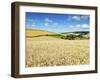 Summer Fields, Thorverton, Devon, England, United Kingdom, Europe-Jeremy Lightfoot-Framed Photographic Print