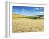 Summer Fields, Thorverton, Devon, England, United Kingdom, Europe-Jeremy Lightfoot-Framed Photographic Print