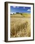 Summer Fields, Thorverton, Devon, England, United Kingdom, Europe-Jeremy Lightfoot-Framed Photographic Print