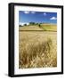 Summer Fields, Thorverton, Devon, England, United Kingdom, Europe-Jeremy Lightfoot-Framed Photographic Print