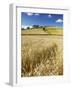 Summer Fields, Thorverton, Devon, England, United Kingdom, Europe-Jeremy Lightfoot-Framed Photographic Print