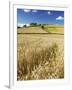 Summer Fields, Thorverton, Devon, England, United Kingdom, Europe-Jeremy Lightfoot-Framed Photographic Print