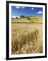 Summer Fields, Thorverton, Devon, England, United Kingdom, Europe-Jeremy Lightfoot-Framed Photographic Print