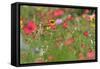 Summer Flower Mix Colourful Summer Flower Mix-null-Framed Stretched Canvas