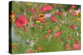 Summer Flower Mix Colourful Summer Flower Mix-null-Stretched Canvas