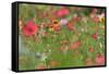 Summer Flower Mix Colourful Summer Flower Mix-null-Framed Stretched Canvas