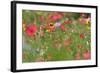 Summer Flower Mix Colourful Summer Flower Mix-null-Framed Photographic Print